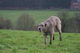 IRISH WOLFHOUND 304